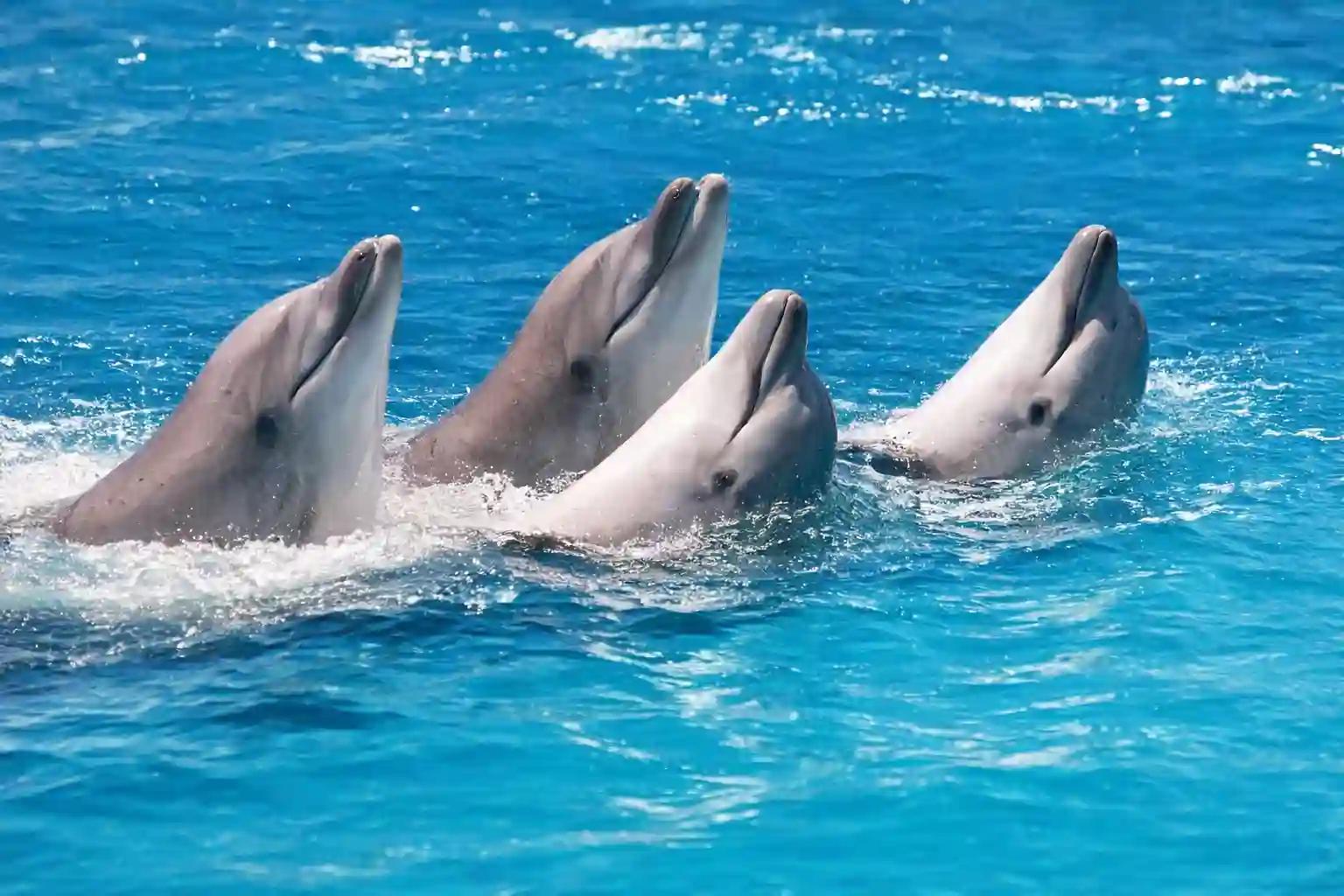 Mundomar Animal Park Benidorm — dolphins, sea lions, parrots and exotic animals on the Costa Blanca