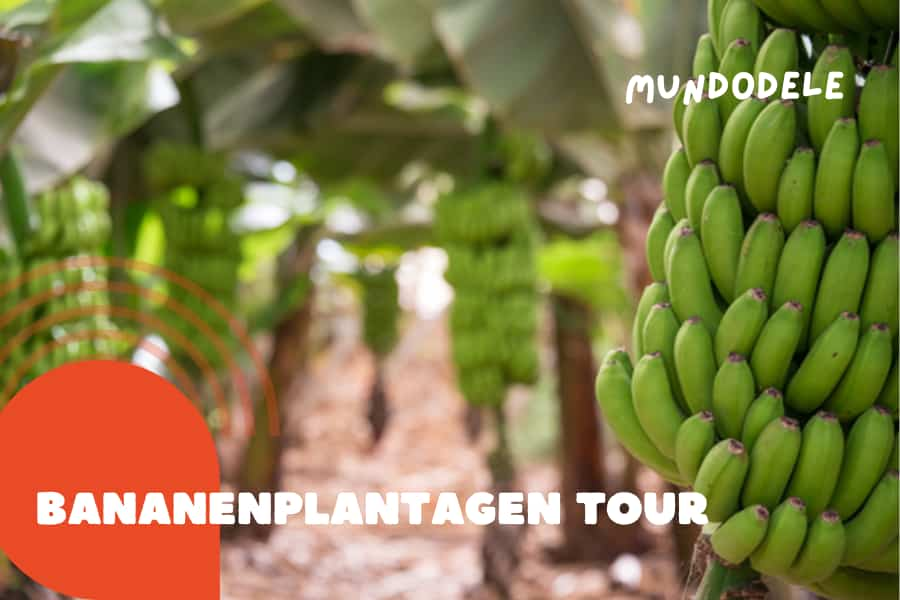 Bananenplantagen Tour Teneriffa